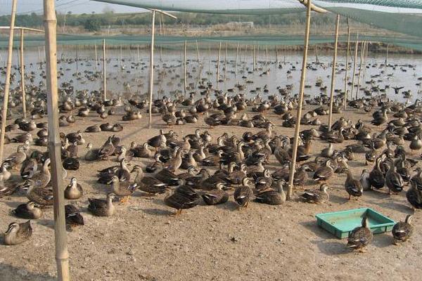 青頭鴨能長(zhǎng)多重