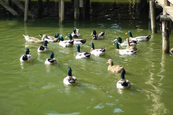 青頭鴨能長(zhǎng)多重