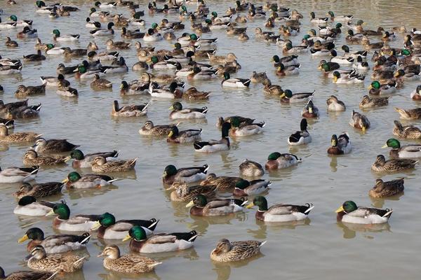 青頭鴨能長(zhǎng)多重