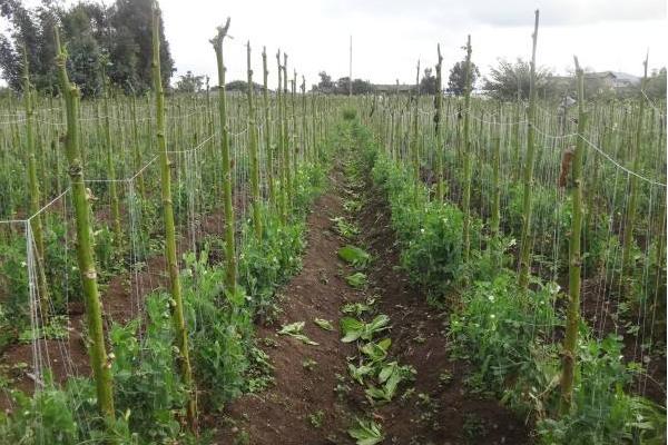 雪豆種植技術(shù)與管理方法