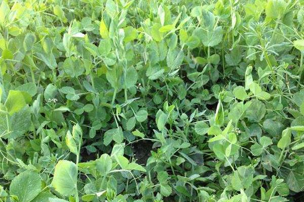 雪豆種植技術(shù)與管理方法