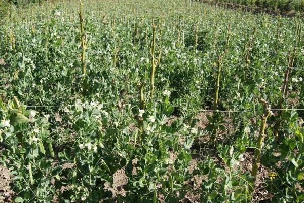 雪豆種植技術(shù)與管理方法