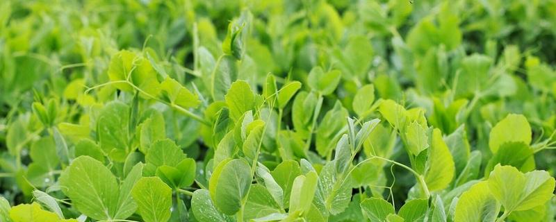 雪豆種植技術(shù)與管理方法