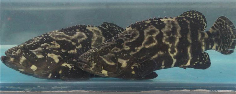 珍珠石斑魚孵化技術