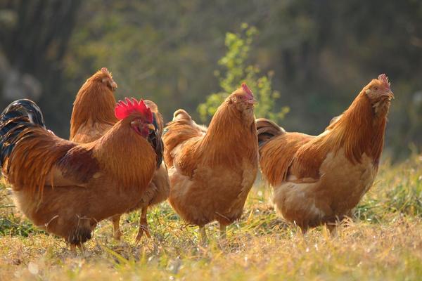 養雞給雞吃什么最省錢