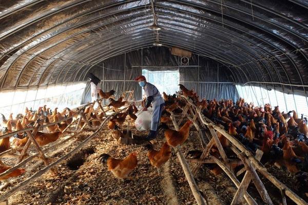 養雞場拆遷補償標準
