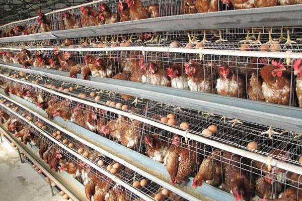 春季養雞管理方法