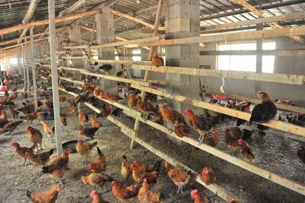 春季養雞管理方法