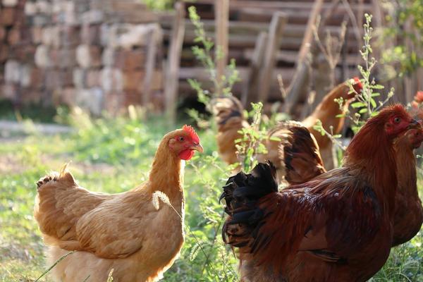 養雞技術哪里學