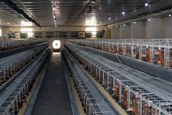 春季養雞管理方法