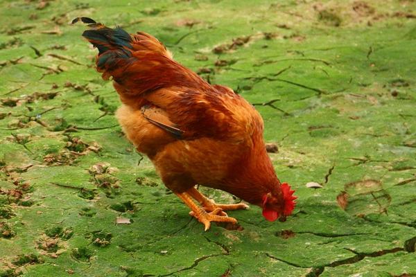 2019養(yǎng)雞行情怎么樣