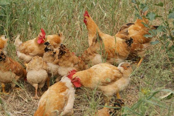 夏季養雞注意事項