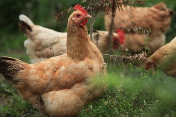 春天養雞容易得什么病