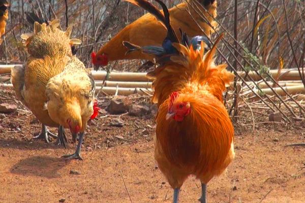 夏季養雞注意事項