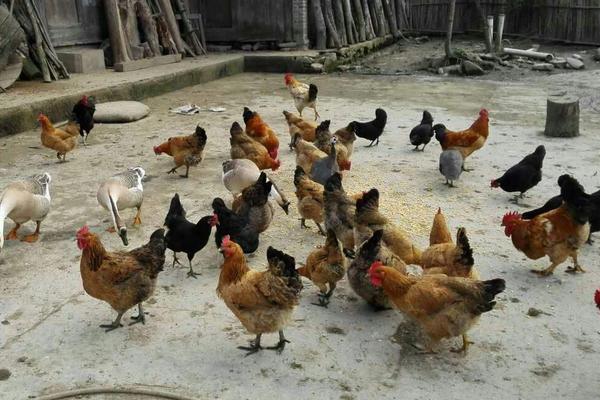 夏季養雞注意事項