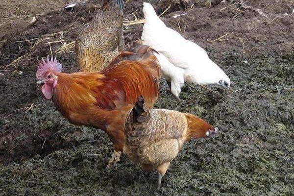 田里養(yǎng)雞需要什么