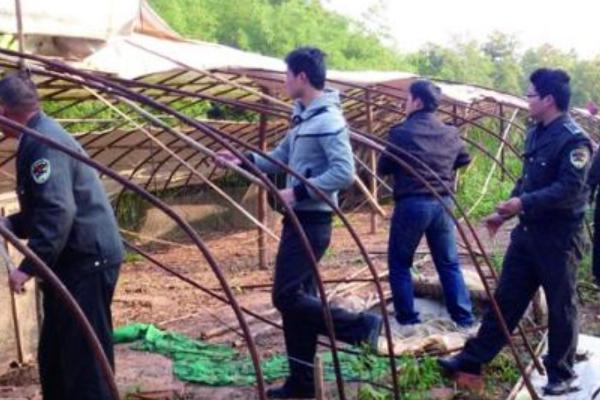 田里養(yǎng)雞需要什么