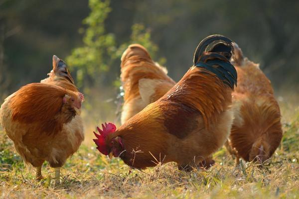 生態(tài)養(yǎng)雞技術(shù)