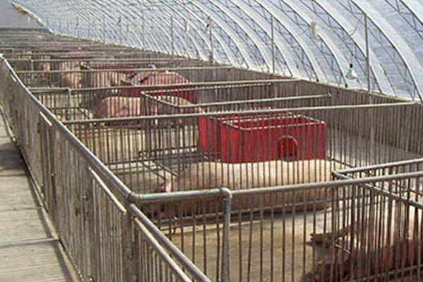 養豬大棚怎么通風