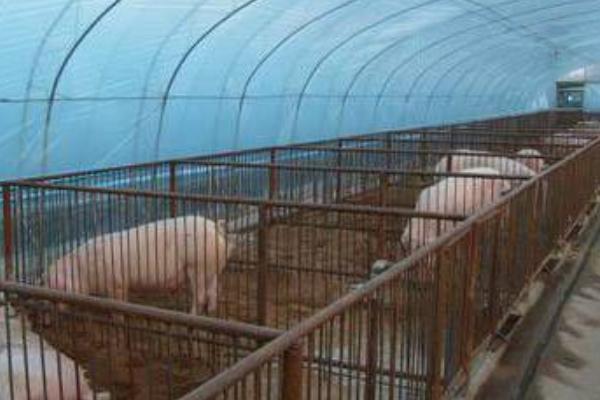 養豬大棚怎么通風