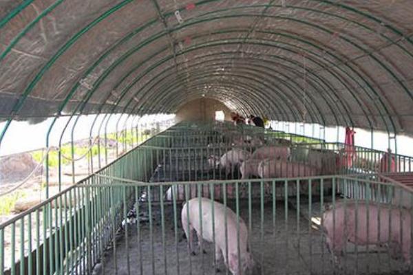 養豬大棚怎么通風