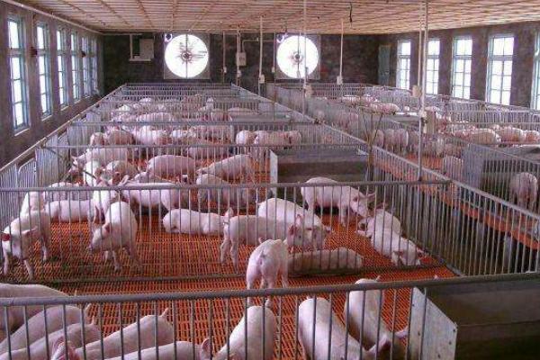 冬天豬要預防哪些疾病