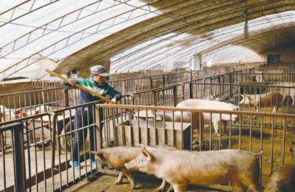 冬天豬要預防哪些疾病