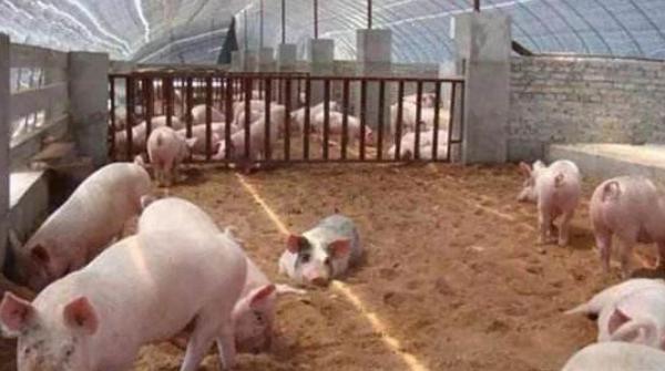 冬天豬要預防哪些疾病