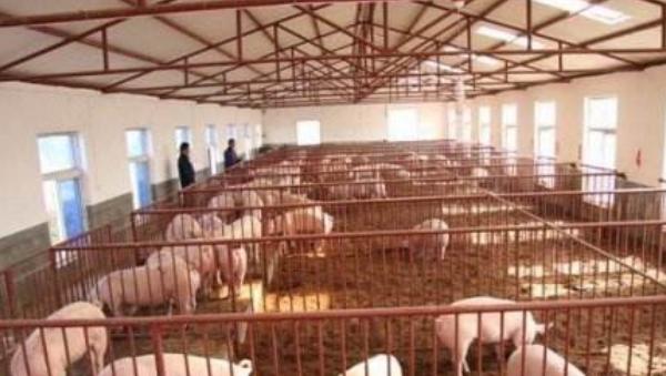 豬舍冬天怎么通風