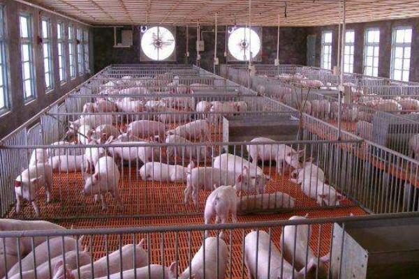 豬舍冬天怎么通風