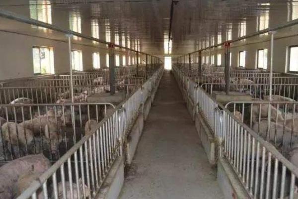 豬舍冬天怎么通風