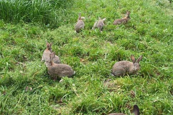 2019年農(nóng)村養(yǎng)殖好項(xiàng)目