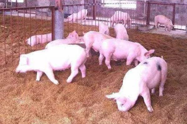 冬天豬冷怎么辦