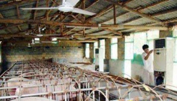 冬天豬冷怎么辦