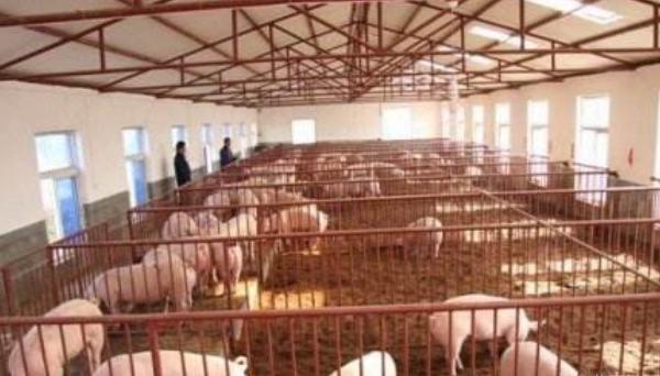 冬天豬冷怎么辦