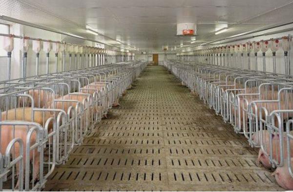 2019年養(yǎng)豬行情預(yù)測