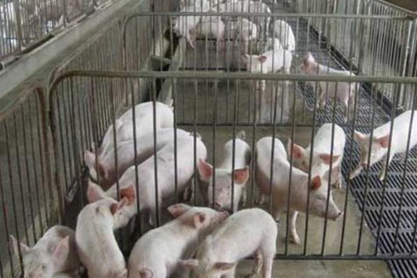 2019年養(yǎng)豬行情預(yù)測