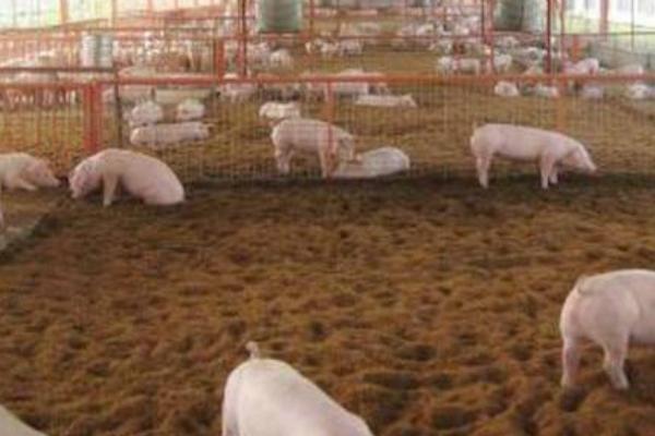 2019年養(yǎng)豬行情預(yù)測