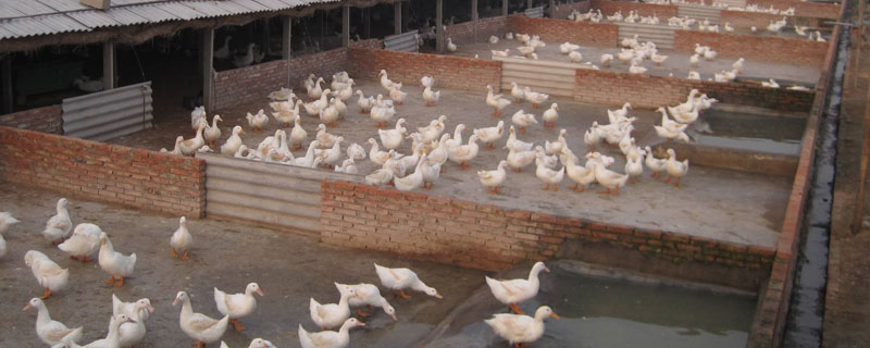 養(yǎng)鴨多少天出欄