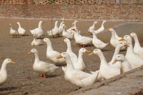 養(yǎng)鴨多少天出欄