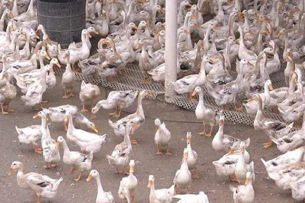 養(yǎng)鴨多少天出欄