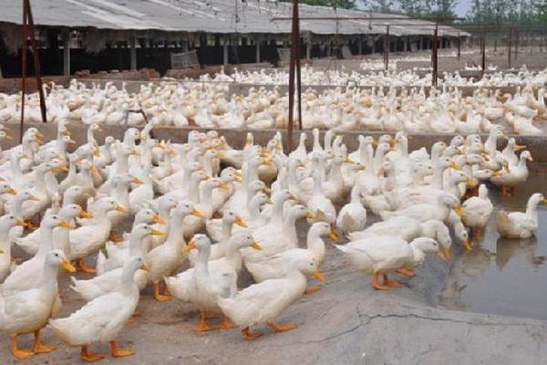 養(yǎng)鴨多少天出欄