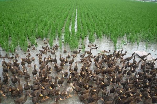 養(yǎng)鴨多少天出欄