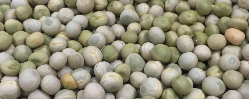 雪豆是荷蘭豆嗎