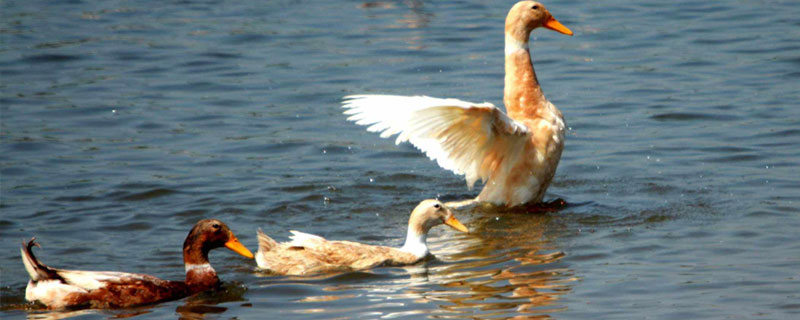 臨武鴨養殖技術