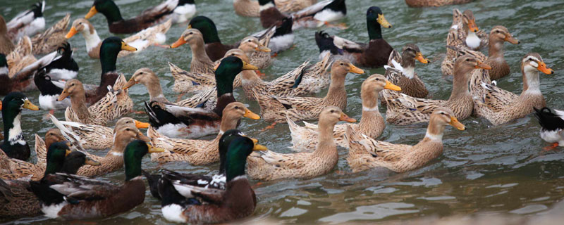 麻鴨與白鴨的區別