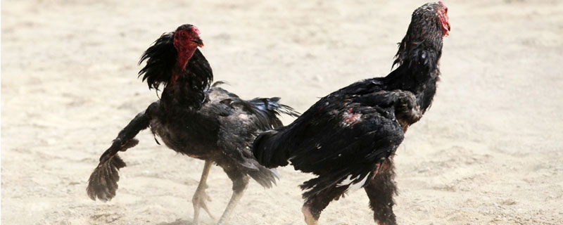 魯西斗雞多少錢一只