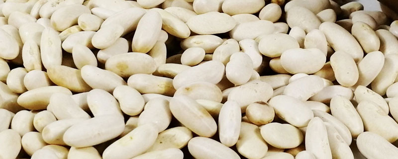 雪豆什么時候種