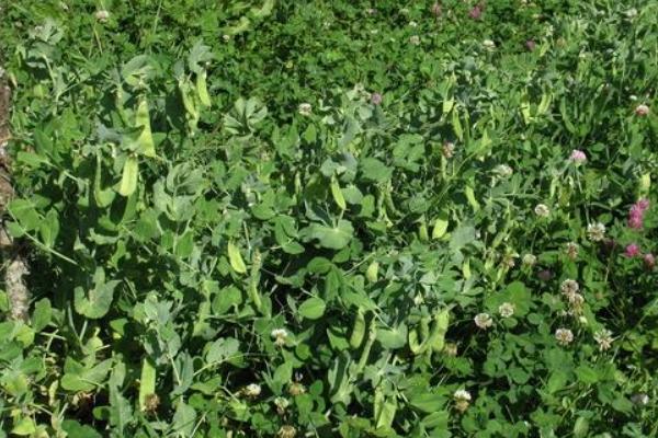 雪豆什么時候種