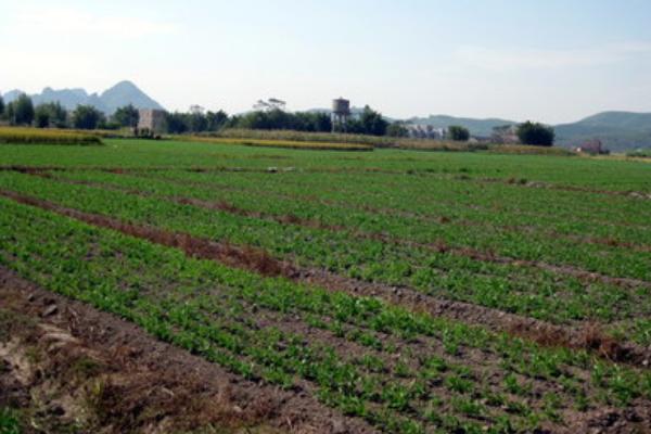 雪豆什么時候種